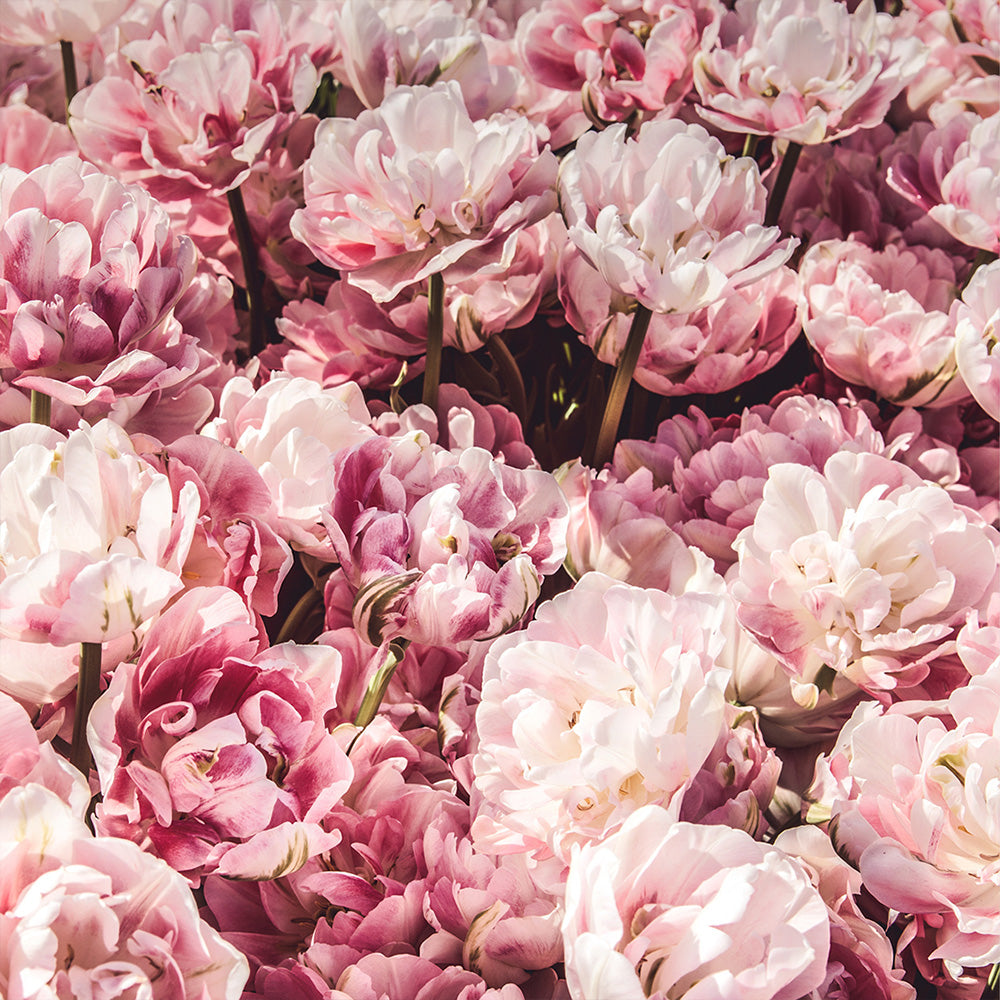 Ella K Memoire de daisen in floral holzig Moschus Rose