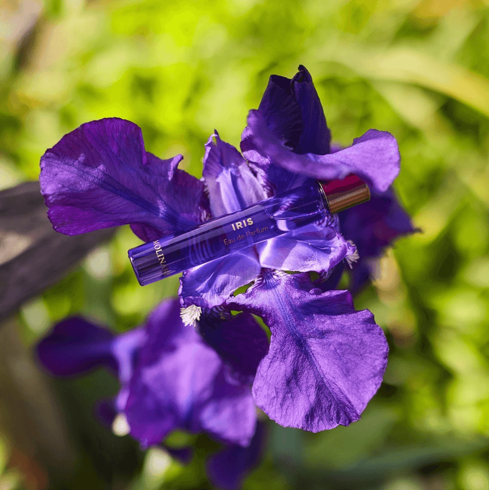 Molinard Iris Rollon Parfum in Lila. Iris Parfum als Parfum Rollon auf einer Iris Blume