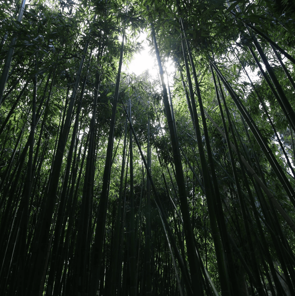 Ella K Poeme de Sagano, das Matcha Parfum